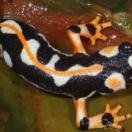 SpectacledSalamander