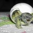 BabyTurtle